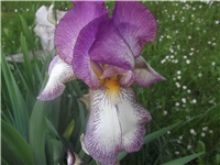 c831b8d4-Picture 007.jpg